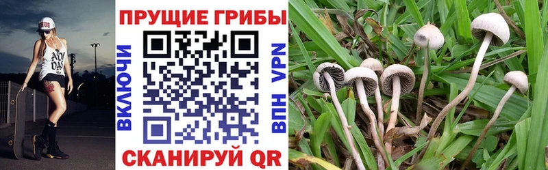 Галлюциногенные грибы ЛСД  Семёнов 